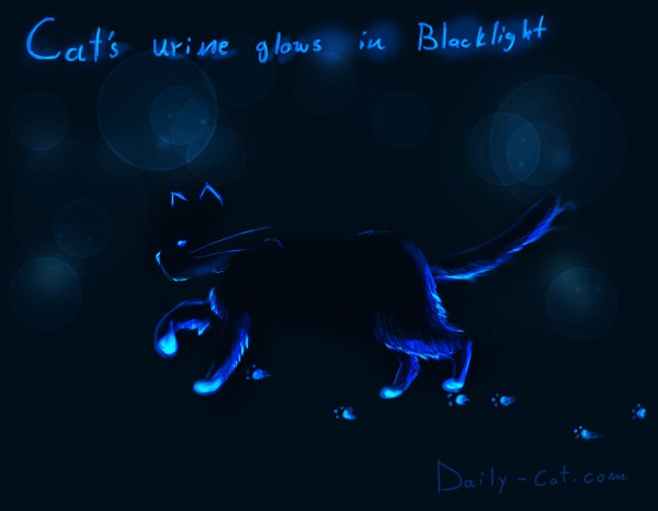 Cat Urine Blacklight